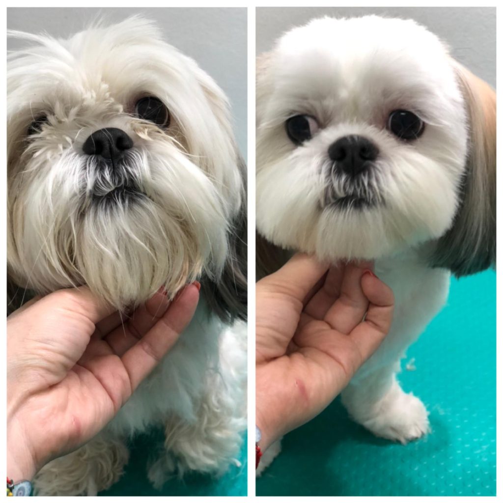 1b01e311-d2e1-4394-a71b-21af944483da Bichon inainte si dupa tuns si cosmetizare la VetCenter, Otopeni