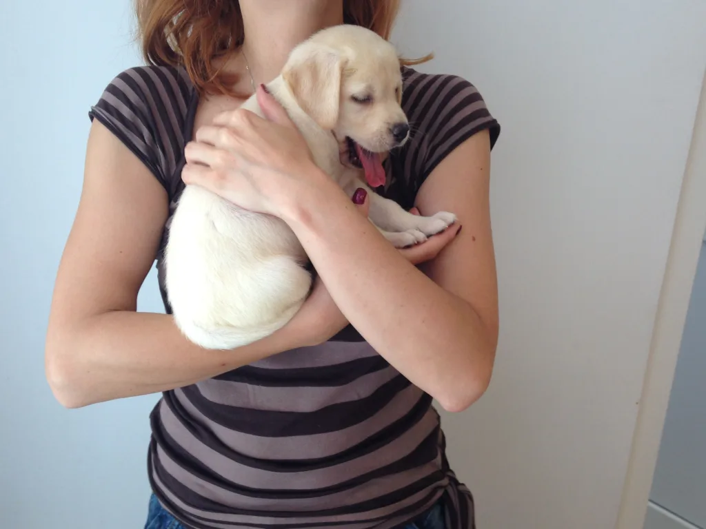 Pui de catel in sala de asteptare a cainetului VetCenter Otopeni