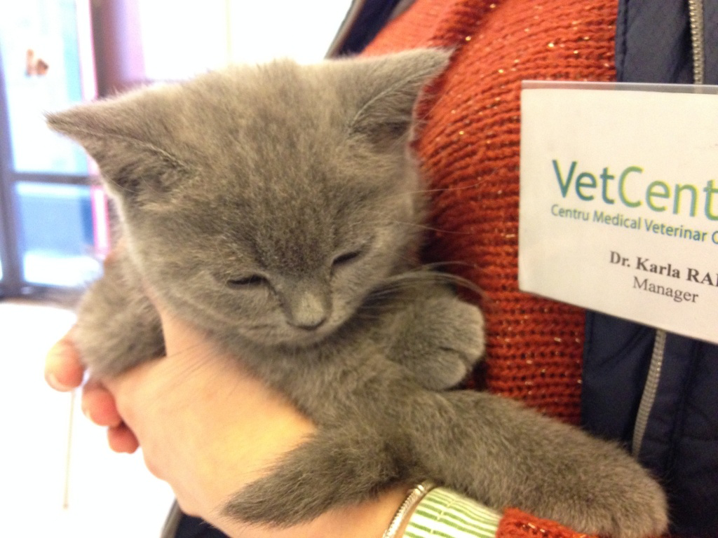 Pui de pisica in bratele doamnei doctor Karla Radi Ciuperca la VetCenter Otopeni