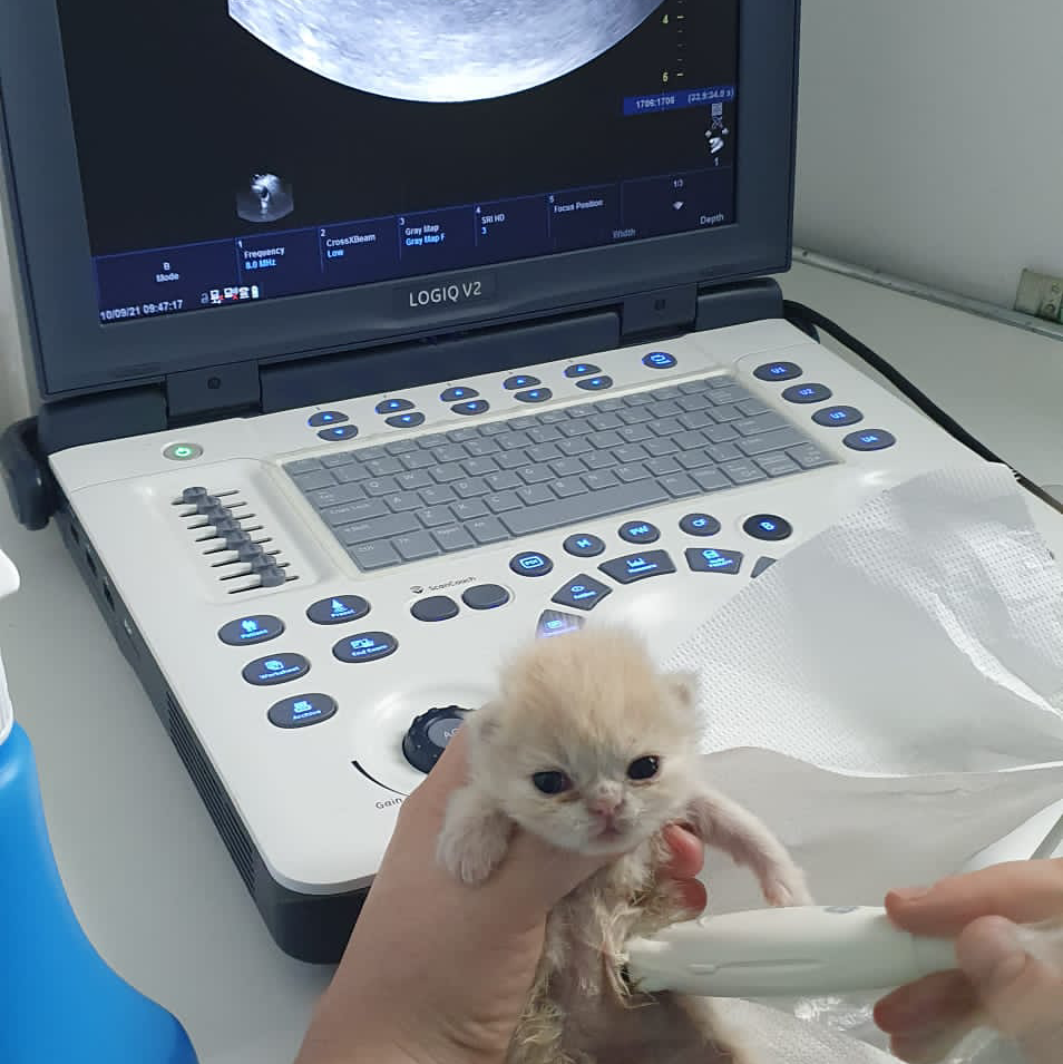 2021-11-09 Ecografie performata si moderna pe pui de pisica nou-nascuta la VetCenter Otopeni