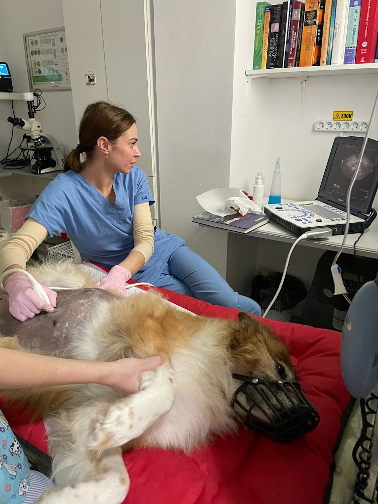 Ecografie veterinara VetCenter Otopeni