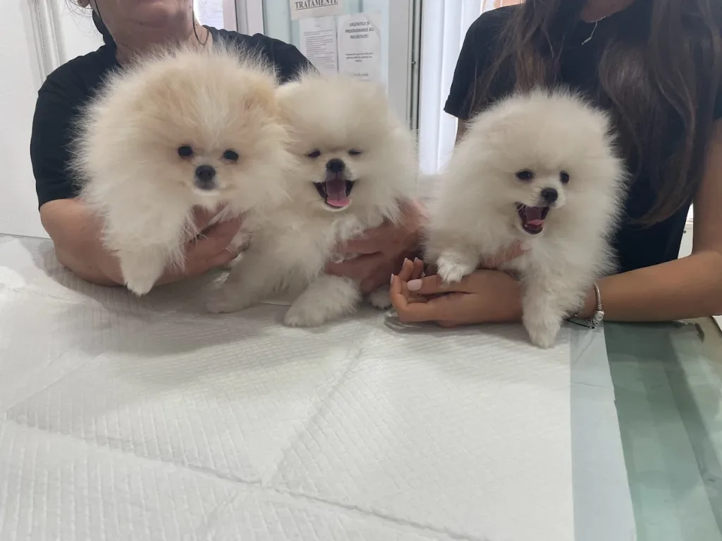 3 bichoni mici si albi in cabinetul VetCenter Otopeni
