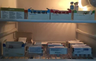 Fiole cu vaccin depozitate in mod profesionist in laboratorul VetCenter Otopeni