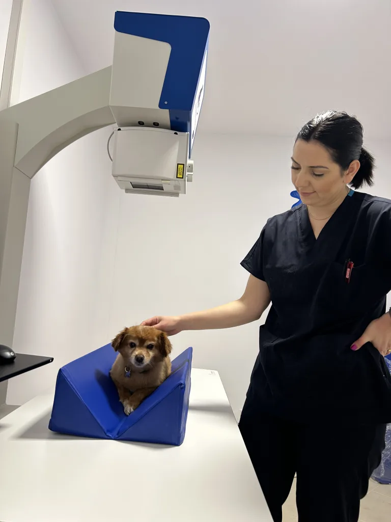 IMG_3539 Radiologie veterinară digitala la VetCenter Otopeni