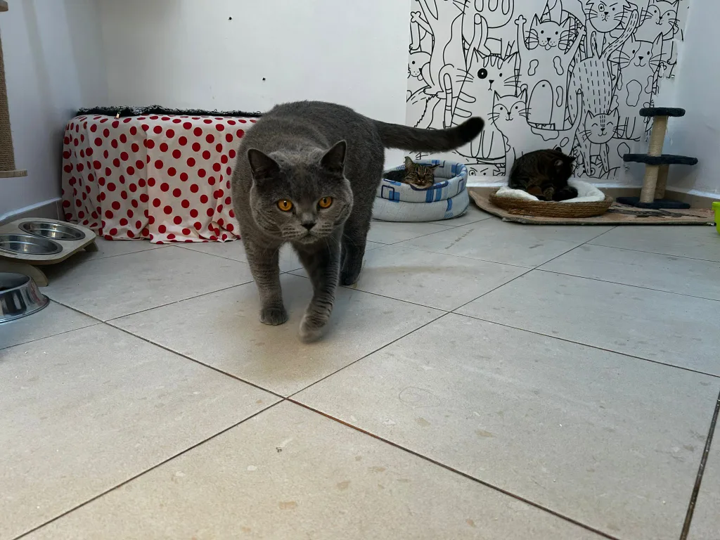 dc0b3496-7123-4f09-ac33-ff254a151607 Pensiune animale la cabinetul veterinar VetCenter Otopeni