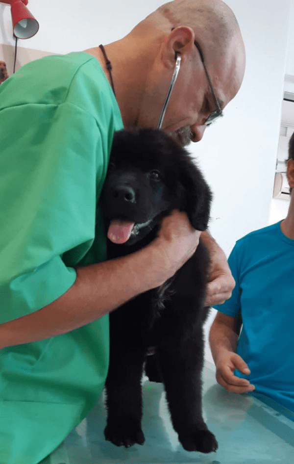 Dr. Mihai Andrei consulta un pui de catel la VetCenter Otopeni