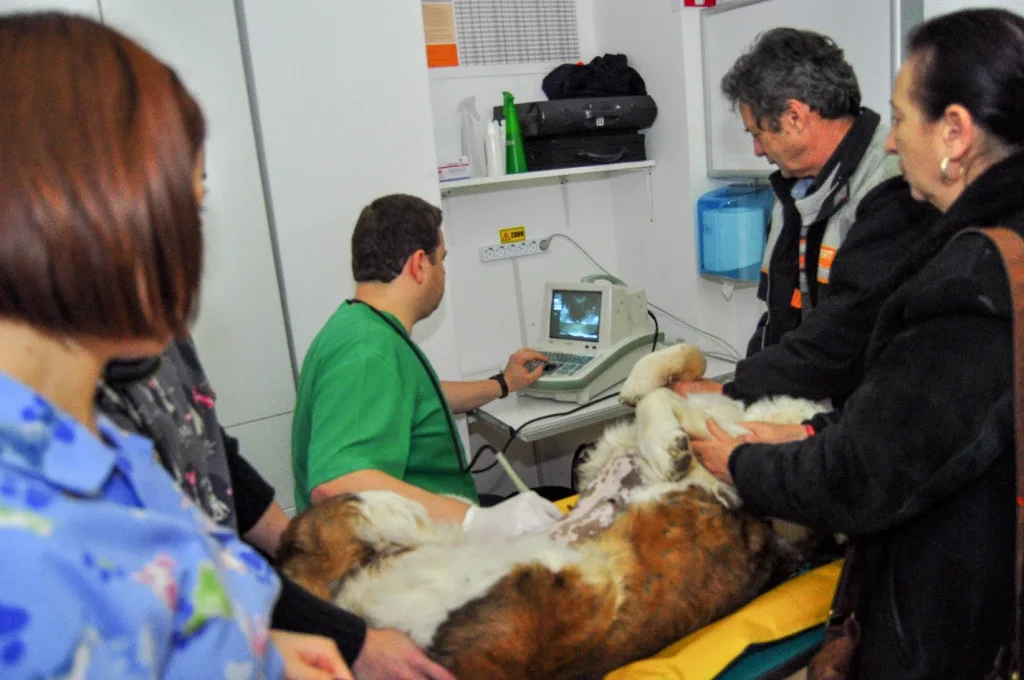 Hera, femela Ciobanesc Caucazian, diagnostic ecografic de piometru