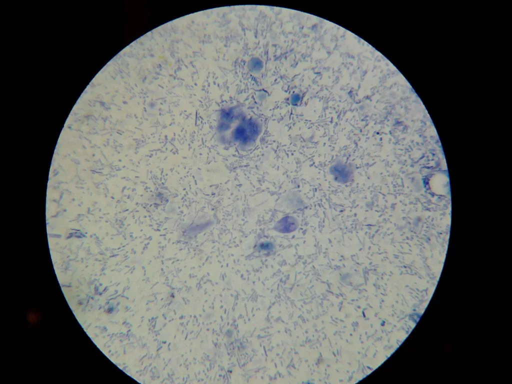 poz Examen coproparazitologic efectuat în cadrul Vetcenter Otopeni