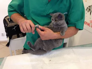 Pisica taiat unghii cabinet veterinar VetCenter